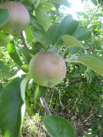 Apple in the Orchard of Sabbathday Lake Maine