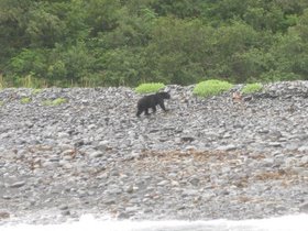 Seward, AK - Aug 16, 2010 101 - bear by people