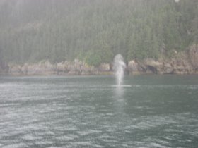 Seward, AK - Aug 16, 2010 115 - Whale spout