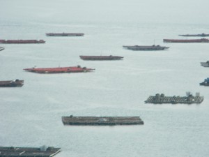 Eucalyptus pontoons for farming mussels